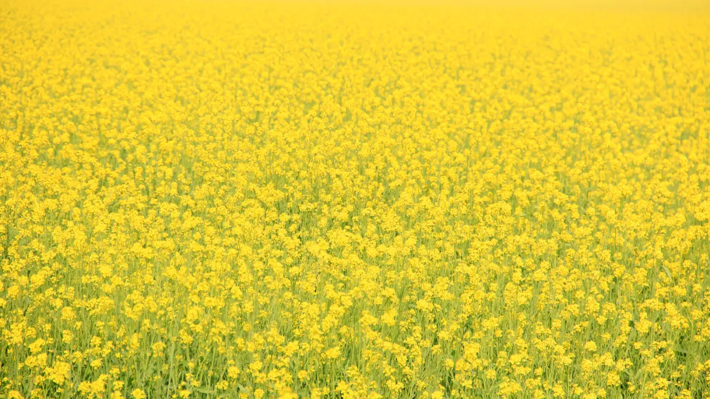 A mustard field in full yellow bloom