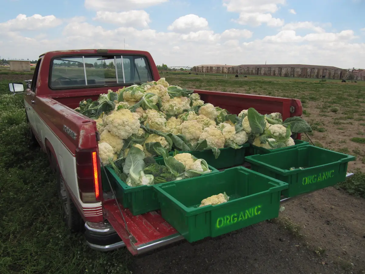 A pickup truck loaded with crates of cauliflower