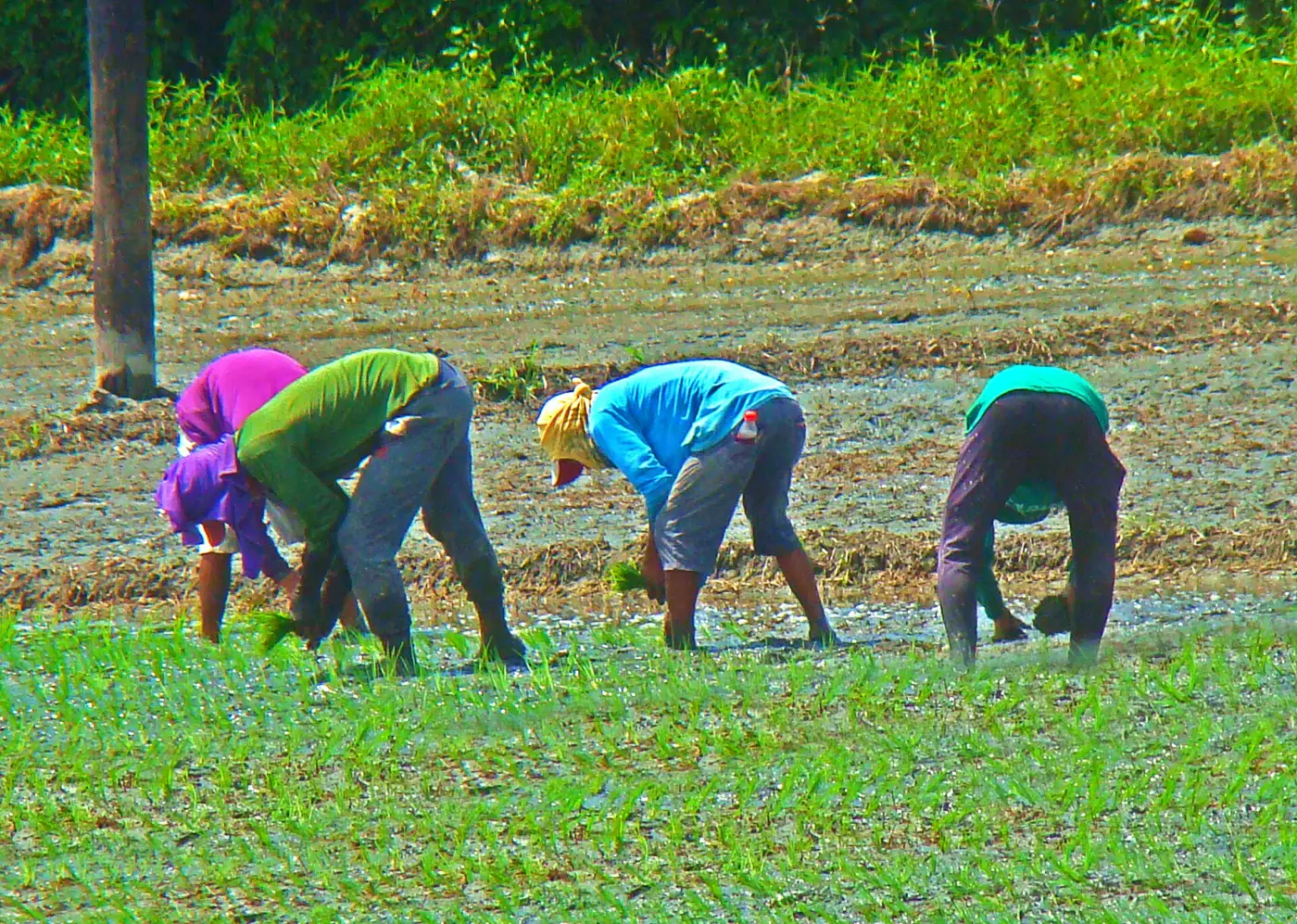 Farmers transplanting rice seedlings in a green field